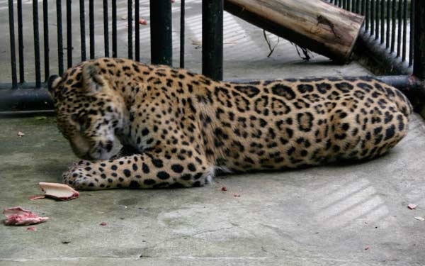 07-Leopard