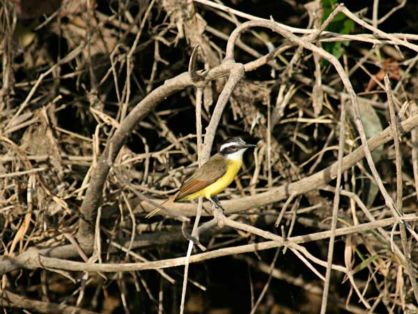 15-CommonBird