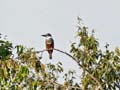 18-Kingfisher