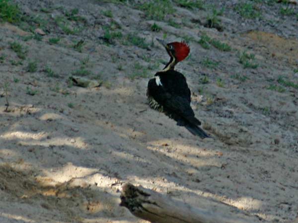 06-Woodpecker